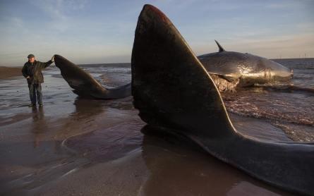 Sixth sperm whale dies on British beach