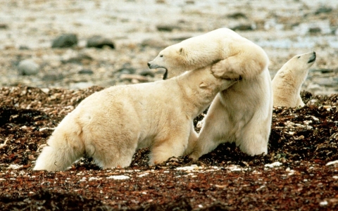 Thumbnail image for Pollution punishes polar bear penises