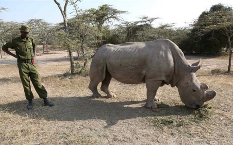 Thumbnail image for Kenya races to save last white rhinos