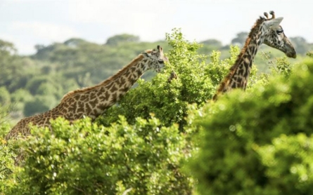 Kenya's wildlife flees Al-Shabab into Somalia