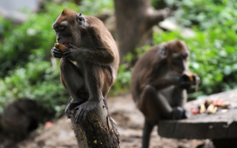 Thumbnail image for Philippines bans monkey exports over Ebola deaths