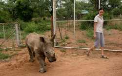 Rhino orphanage in South Africa takes in littlest victims of poaching