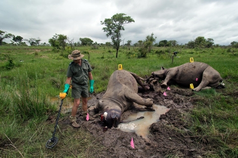 rhino poaching