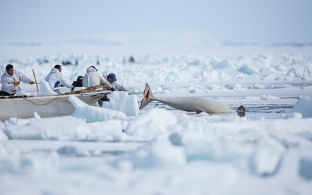 In hunt for bowhead whale, Alaska Native village preserves its past