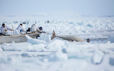 Thumbnail image for In hunt for bowhead whale, Alaska Native village preserves its past