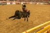 Action during the bareback-riding competition. 