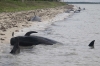 stranded whales everglades