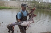 paddlefish 