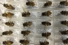 Labeled bee specimens in the lab of T.W. Leslie at Long Island University. 