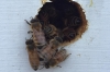 Bees climbing out of a tiny ventilation hole in a hive kept by Ralph Gaeta. Gaeta keeps these particular bees on the roof of his home in Astoria, Queens. 