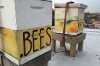 Beehives on a rooftop of a bakery in Bushwick, Brooklyn.  This hive faces an outdoor subway platform, so people can see the hives as they wait for the train. 