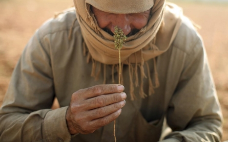 Photos: Harvesting hashish in Lebanon’s Bekaa Valley