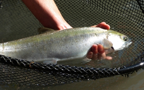 Thumbnail image for Photos: What a fish hatchery does