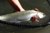 Hatchery, Elwha River