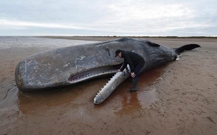 Photos: Whales wash up on European shores