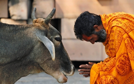 India’s beef with beef