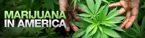 Marijuana in America