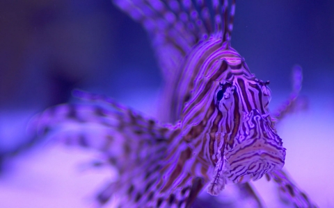 Thumbnail image for Hunting lionfish off the Florida coast 