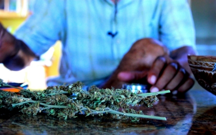 Jamaican farmers, entrepreneurs excited over budding ganja green rush