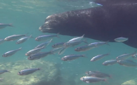 Thumbnail image for On Calif. coast, biotoxins cause deadly sea lion seizures, seafood scare