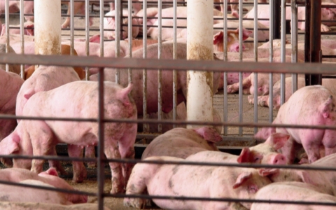 Thumbnail image for After activists exposed farm animal abuse, Iowa cracked down on activists