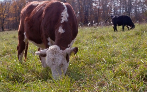 Thumbnail image for Grass-fed beef may be one of the worst contributors to global warming