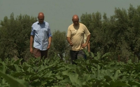 Thumbnail image for Land once controlled by Mafia now shared by several Italian farmers