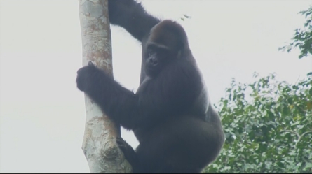 Safe haven for gorillas and chimpanzees in Congo under threat