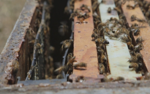 Thumbnail image for Saving the bees, which are dying at an alarming rate