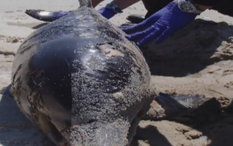 Thumbnail image for Rapid increase in dolphin deaths links to BP oil spill