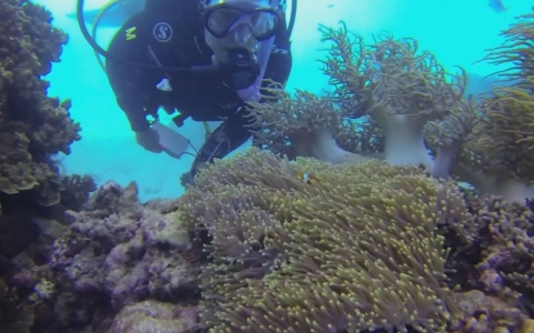 Thumbnail image for Fertilizer runoff is putting the Great Barrier Reef at risk