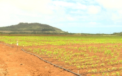 Thumbnail image for Residents of Hawaiian community fear they are being poisoned by pesticides