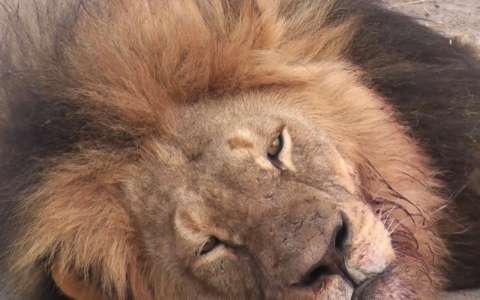 Thumbnail image for Killer of Cecil the lion revealed