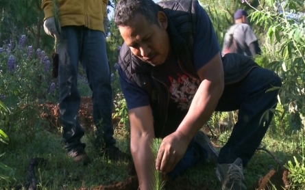 Mexican residents take on gangs to save trees