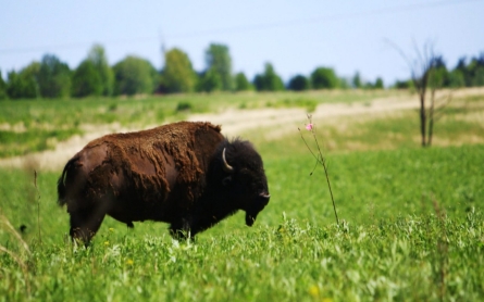 Prairies disappearing at an alarming rate