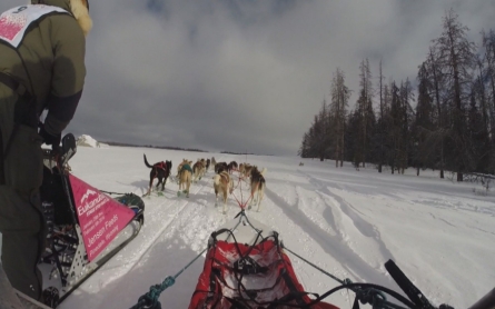 Dog sledding enthusiasts race across the West 