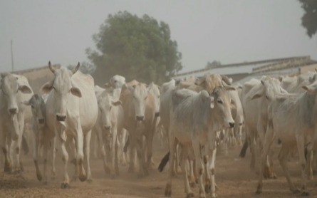 Nigerian agriculture rises with oil price dive