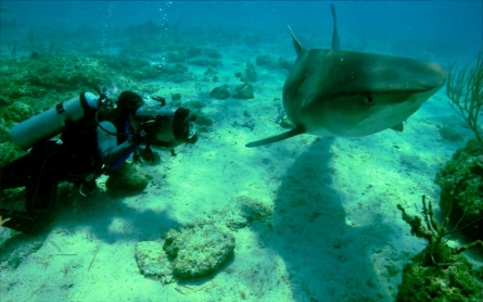 Cage-free diving with sharks