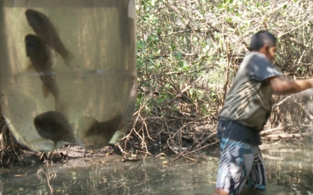 Fish in El Salvador may aid in battle against Zika