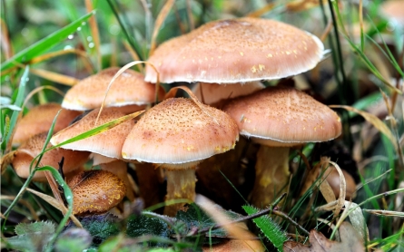 How to replace foam and plastic packaging with mushroom experiments