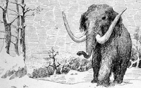 Thumbnail image for Could the woolly mammoth soon walk again?